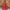 Ece Organza Red Lehenga