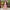Naaz Flamingo Pink Lehenga