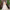 Sapphira Off White Modern Lehenga