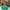 Elena Organza Green Lehenga