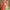 Inayat Multicolor Lehenga