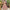 Naaz Flamingo Pink Lehenga