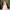 Sapphira Off White Modern Lehenga