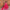 Naeem Pink Organza Lehenga