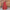 Naazim Raw Silk Red Lehenga