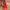 Timna Red Bridal Lehenga