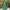 Elena Organza Green Lehenga