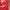 Timna Red Bridal Lehenga