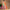 Inayat Multicolor Lehenga