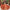 Malahar Banarasi Rust Lehenga