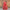 Naazim Raw Silk Red Lehenga
