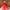 Ece Organza Red Lehenga