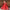 Ece Organza Red Lehenga