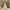 Sufian Pistachio Green Lehenga