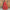 Naazim Raw Silk Red Lehenga