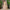 Phebe Gold Lehenga