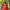 Nihan Red Embroidered Lehenga Set