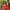 Nihan Red Embroidered Lehenga Set