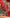Red Ranisa Embroidered Lehenga Set