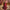 Ishana Maroon Embroidered Lehenga Set
