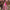 Zardozi Gazella Pink Embroidered Lehenga Set