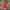 Nihan Red Embroidered Lehenga Set