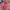 Zardozi Gazella Pink Embroidered Lehenga Set